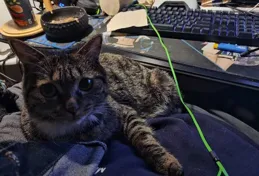 我想讓我的健康寵物貓安樂死，但我的理由是對的嗎？