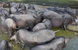 【案例】廣西吳老板巧用發酵牧草餵豬，降本增效肉質好豬病少