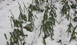 大雪將至，這3樣簡單的「黃金菜」讓孩子敞開吃，身體強壯不生病