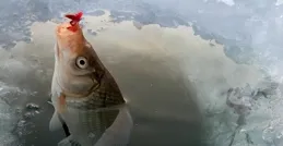 學會這五招，冬季釣鯽魚輕松連竿沒問題！