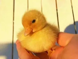 表情包：這次真的傷了