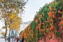 美好生活在雲南｜曲靖的冬天，炮仗花美「炸」啦！