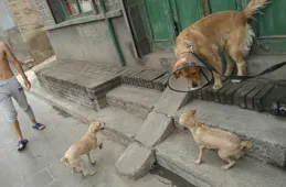 帶著狗旅行的生活如何？