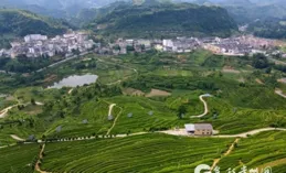 【沿最美農村公路 看貴州山鄉巨變】因茶興業 黔西南普安這條「富民路」帶動7萬余人增收