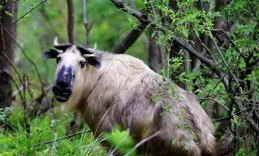 動物天堂、綠色明珠——唐家河國家級自然保育區