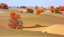 中國人又創造一奇跡，塔克拉瑪幹沙漠「和龍」，真是功在千秋