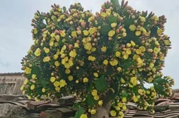 四川大娘，花30年養出「巨型仙人掌」，開花又結果，吃都吃不完