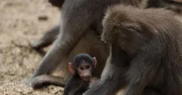 母愛力量超越物種界限