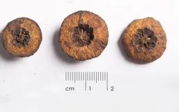 小身材大作用，枳實的好處你最好知道