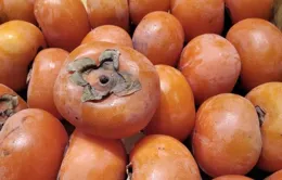 秋冬柿子樹美詩四首：柿子如丹綴土城