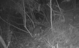 夜間出沒！「森林衛士」中華穿山甲罕見現身歙縣