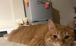 貓咪愛同睡，不只為暖，背後四點，看罷滿心疼！