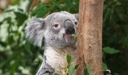 探秘樹袋熊：世界上最耐渴的動物！