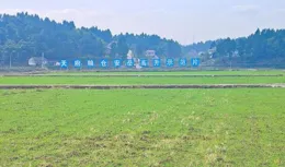 守初心 強「四力」 助發展｜資陽安嶽4.2萬畝冬小麥播種迎來「收官戰」