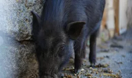 喝泉水、吃山珍的藏香豬飛出了高原 稻城藏香豬香飄杭城 產業升級鋪就百姓增收致富路