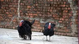 【小巷人家】教你如何對付白眼狼，一針見血不內耗