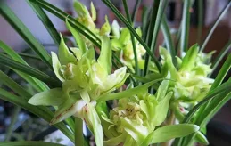 這款「豐滿」蘭花，以為不值錢，開花後，震驚了一眾蘭友