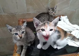 為什麽貓咪會那麽粘著主人？