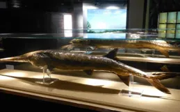 2022年宣告滅絕！專家曾圈養繁殖，但最長只養了29天