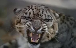 河北牧民撞見惡豹，咬死5只羊後盯上牧民，它撲殺時牧民佯裝暈倒