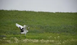 冬日奇遇：丹頂鶴飛進村民家「討魚吃」，溫暖一幕引全網熱議