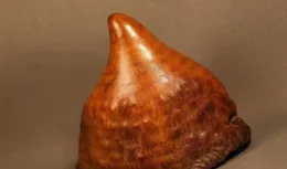 老犀角到底有啥用？為什麽從古至今受熱捧