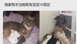 你都見過那些天理難容的男女關系？肥水不流外人田 附55組搞笑動圖