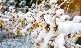 古人寫雪的最高境界：字字不提雪，但句句大雪紛飛