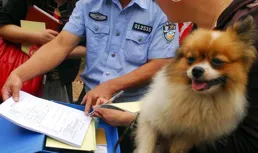 怎樣才能震懾住不文明養狗的人？