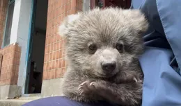 一只「熊孩子」，成為滬上「西郊頂流」