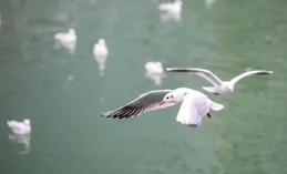 姍姍來遲！環西橋首批紅嘴鷗到了