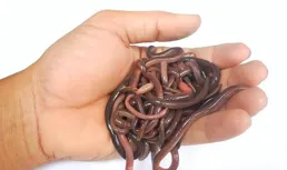 給大家分享一個秋冬季釣大板鯽的打窩方法，比較重口味，但是好用