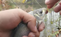 冬季野釣鯽魚！線組、浮漂、釣餌就這麽選，保你輕松連桿加爆護！