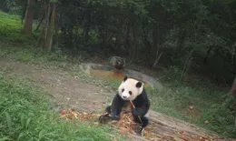 你目前去過最喜歡的旅遊地是哪裏？