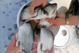 釣魚不上鉤？原來不是技巧差，而是這3個問題！