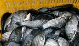 野釣時，一根竿還是兩根竿？看完這篇你就有答案了！