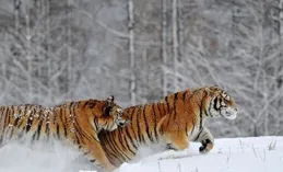 勃利東北虎傷人後如何防範人虎沖突？專家：避免夜間活動、安裝防護設施