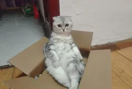 家有貓咪，如何輕松打造清新無異味的生活環境？