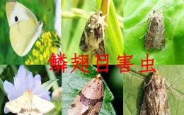 雙醯胺類殺蟲劑有哪幾種和哪些殺蟲特性？它是防治鱗翅目害蟲利器