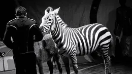 中國人馴化野馬，已有幾千年的歷史，非洲人為何不能馴化斑馬？