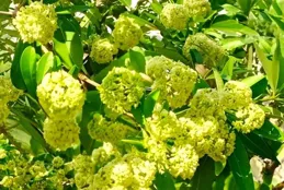 植物科普 I糖膠樹 【2403期】