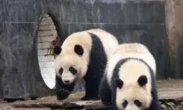大熊貓芊芊，今年生了兒子罷工不帶娃，她怎麽還挑性別養孩子