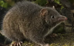 交配時間最長的物種是什麽？人類為何不能像它們那樣？