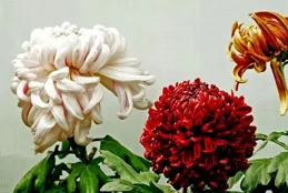 菊之美，不僅在於其色，更在於其韻。