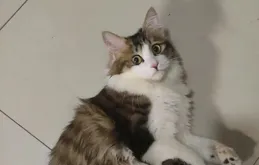 養貓久了才發現，貓晚上若亂叫，別怪它不懂事