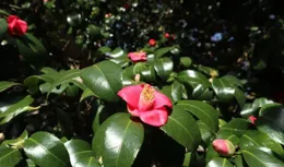 初冬時節，嶗山上的紅花、白花讓爬山賞葉的人們眼前一亮