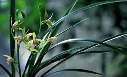 這款「金色」蘭花，突然就火了，寓意富貴與吉祥，月月開花大爆發