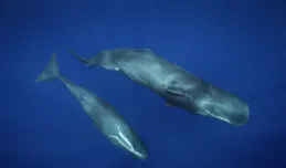 饑餓的鯨類在深海狂吃塑膠，只因聲音聽起來就像「美味魷魚」