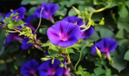 民間仙草 圓葉牽牛