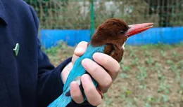 九江放飛國家二級保護動物白胸翡翠